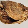 Stockfish Head
