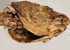 Stockfish Head