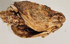 Stockfish Head