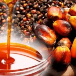 palm oil