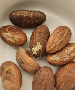 Alternative view of Bitter Kola (Garcinia kola) – Whole African Bitter Kola